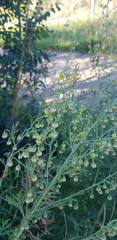 Artemisia macrocephala