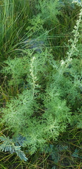 Artemisia adamsii
