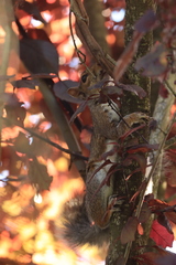 Sciurus carolinensis