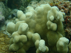 Porites deformis