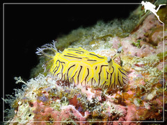 Halgerda willeyi