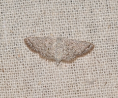 Lepidoptera