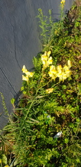 Linaria buriatica