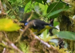 Bangsia melanochlamys