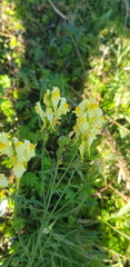 Linaria buriatica