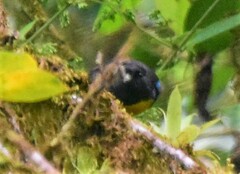 Bangsia melanochlamys