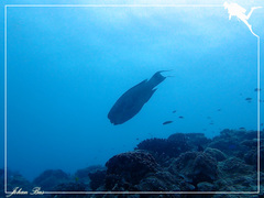 Chlorurus microrhinos