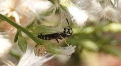 Philanthus gibbosus