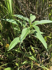 Amaranthus australis