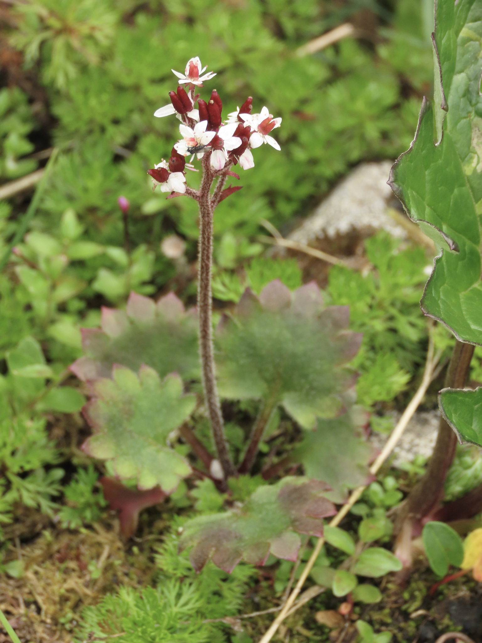 Micranthes nelsoniana