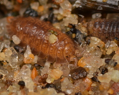 Armadilloniscus holmesi