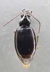Bembidion iridescens
