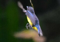 Bangsia melanochlamys