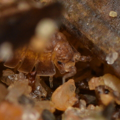 Armadilloniscus holmesi