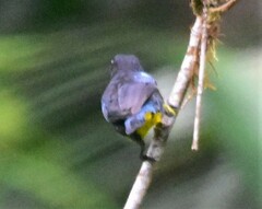 Bangsia melanochlamys