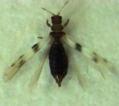 Parthenothrips dracaenae