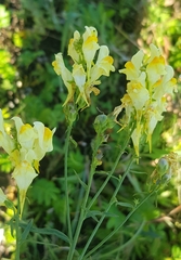 Linaria buriatica