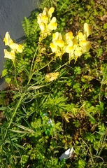 Linaria buriatica
