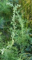 Artemisia adamsii