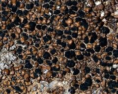 Rhizocarpon bolanderi