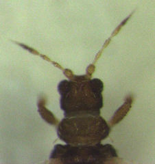 Parthenothrips dracaenae