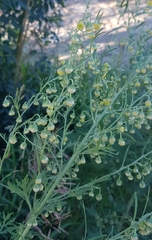 Artemisia macrocephala