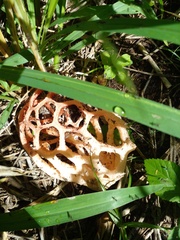 Clathrus natalensis