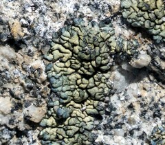 Lecanora sierrae