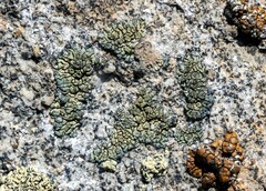 Lecanora sierrae