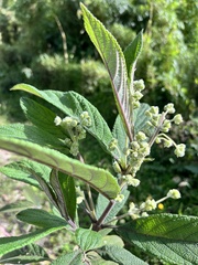 Lippia hirsuta