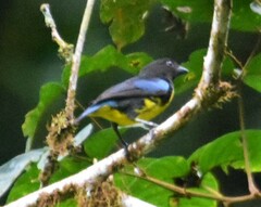 Bangsia melanochlamys