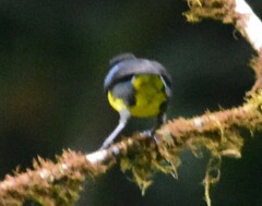 Bangsia melanochlamys