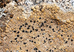 Rhizocarpon bolanderi