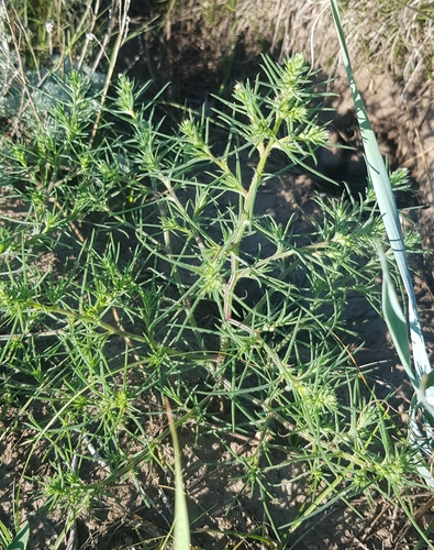 Slender Russian thistle (Salsola collina)