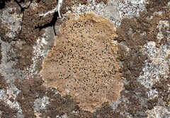 Rhizocarpon bolanderi