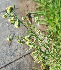 Artemisia macrocephala