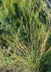 Stipa krylovii