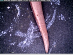 Pseudocarcharias