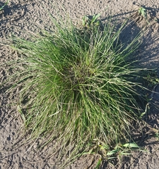 Stipa krylovii