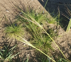 Stipa krylovii