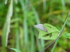 Deudorix epijarbas menesicles