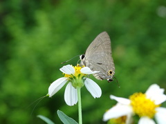Deudorix epijarbas menesicles