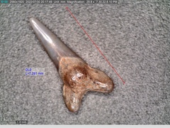 Lamniformes