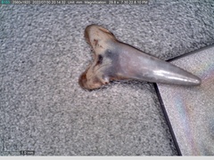 Lamniformes