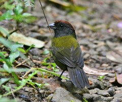 Arremon castaneiceps