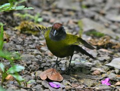 Arremon castaneiceps