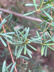 Pultenaea flexilis