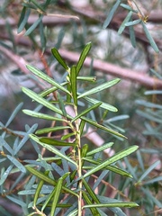 Pultenaea flexilis