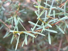 Pultenaea flexilis
