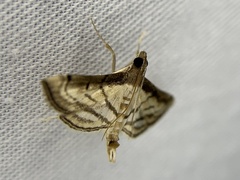 Marasmia trapezalis